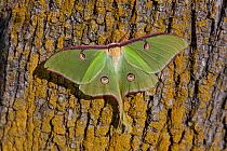 American moon moth / Luna moth (Actias luna) male on tree bark. Rocky Mount, NC, USA