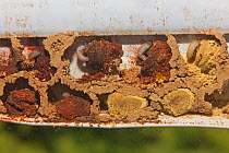 Mason bee (Osmia sp) mud nest showing chambers and larvae. Penn Valley, PA, USA