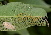 Milkweed tussock moth / tiger moth caterpillars (Euchaetes egle) first instar and egg mass on common milkweed. Philadelphia, Pennsylvania, USA. July