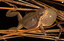 Western chorus frog (Pseudacris triseriata kalmi) male calling, with vocal sac inflated. In vernal pool, Wharton State Forest, Western, USA. March