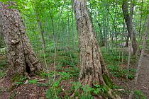 Old growth Sugar maple (Acer saccharim) trees, Nova Scotia, Canada, August