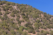 Pinyon-Juniper woodland composed of Pinyon pine (Pinus edulis) and juniper species. Unaweep Canyon, CO, USA