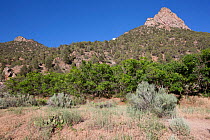 Ecotones in Unaweep Canyon, Colorado. Top to bottom: Pinyon-Juniper; Gambel oak; Sage steppe.