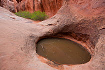 Pothole in the Fiery Furnace canyons, Arches National Park, Utah, USA, June