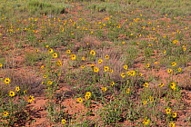 Prairie sunflowers (Helianthus petiolaris). Canyonlands National Park, Utah, USA. June