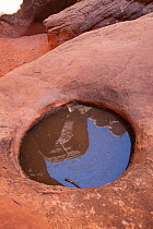 Pothole in the Fiery Furnace canyons, Arches National Park, Utah, USA. June