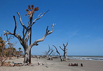 Beach with group of dead trees (boneyard), due to natural coastal erosion. Bulls Island, South Carolina, USA. 2010
