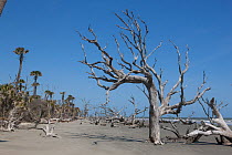 Beach with group of dead trees (boneyard), due to natural coastal erosion. Bulls Island, South Carolina, USA. April 2010