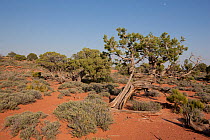 Utah juniper (Juniperus utahensis). Canyonlands National Park, Utah, USA