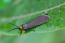 Virginia ctenucha moth (Ctenucha virginica) on milkweed leaf. Philadelphia, Pennsylvania, USA