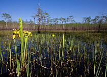 Yellow pitcher plant (Sarracenia flava) showing leaf trap and flowers, growing in water in a Carolina bay. South Carolina, USA. April