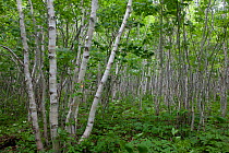 Paper birch stand (Betula papyrifera). Nova Scotia, Canada. August