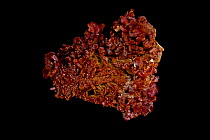 Vanadinite [Pb5(VO4)3Cl - Lead Chlorovanadate] crystals from Mibladen, Morrocco, One of the main ores of vanadium and a minor ore of lead