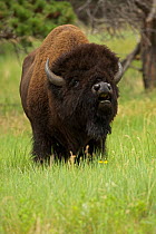 American bison (Bison bison) male in rut, bellowing, Wyoming, USA