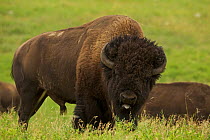 American bison (Bison bison) male in rut, flehmen response, Wyoming, USA