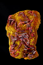 Realgar crystals [AsS / Arsenic sulfide (red)] on Orpiment [As2S3 / Arsenic tri sulfide (yellow)] from the Palomo mine, Huancavelica, Peru, Both are ores of arsenic