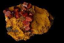 Vanadinite crystals [Pb5(VO4)3Cl / Lead chlorovanadate] from Mibladen, Morrocco. One of the main ores of vanadium and a minor ore of lead