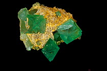 Fluorite crystals  (CaF2 / Calcium fluoride)  from Riemvasmaak, Northern Cape, South Africa. A source of fluorine, used in the manufacture of milk glass, as a flux for the steel industry and in refini...