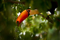 Toco Toucan (Ramphastos toco) head portrait, in forest canopy. Banks of the Pixiam River, northern Pantanal, Mato Grosso, Brazil. September