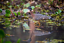 Sunbittern (Eurypyga helias) stalking the margins of the Pixiam River, with reflections, northern Pantanal, Brazil. September