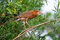 Immature Rufescent Tiger Heron (Tigrisoma lineatum) perched in vegetation on the banks of the Piquiri River (a tributary of Cuiaba River). Northern Pantanal, Brazil. September