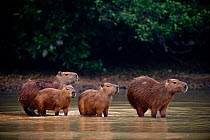 Capybara (Hydrochoerus hydrochaeris) family group, wading along the Pixiam River, Northern Pantanal, Brazil. September