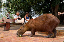 Tame wild Capybara (Hydrochoerus hydrochaeris) with tourists watching,  Araras Lodge, Northern Pantanal, Brazil. September 2010