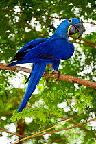 Hyacinth Macaw (Anodorhynchus hyacinthinus) in forest bordering of the Cuiaba River, Northern Pantanal, Brazil. September