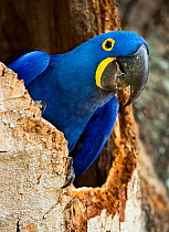 Hyacinth Macaw (Anodorhynchus hyacinthinus) head portrait at nest hole, in forest bordering of the Cuiaba River, Northern Pantanal, Brazil. September