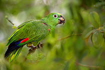 Yellow-crowned Parrot / Amazon (Amazona ochrocephala) Northern Pantanal, Brazil. September