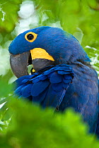 Hyacinth Macaw (Anodorhynchus hyacinthinus) head portraits preening, in forest bordering of the Cuiaba River, Northern Pantanal, Brazil. September