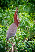 Rufescent Tiger Heron (Tigrisoma lineatum) in vegetation on the banks of the Piquiri River (a tributary of Cuiaba River). Northern Pantanal, Brazil. September