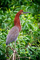 Rufescent Tiger Heron (Tigrisoma lineatum) portrait in vegetation on the banks of the Piquiri River (a tributary of Cuiaba River). Northern Pantanal, Brazil. September