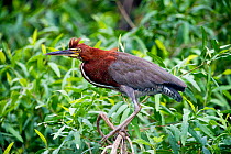 Rufescent Tiger Heron (Tigrisoma lineatum) portrait in vegetation on the banks of the Piquiri River (a tributary of Cuiaba River). Northern Pantanal, Brazil. September