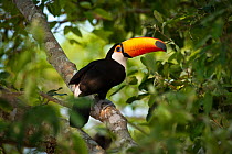 Toco Toucan (Ramphastos toco) in the forest canopy adjacent to the Piquiri River, northern Pantanal, Mato Grosso, Brazil. September