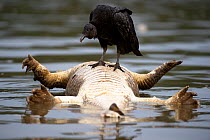 Black Vulture (Coragyps atratus) standing on a dead bloated Yacare Caiman (Caiman yacare) floating down the Cuiaba River, Northern Pantanal, Matto Grosso State, Brazil. September
