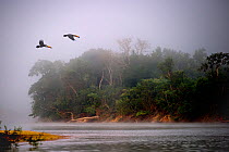 A pair of Toco Toucans (Ramphastos toco) flying across the Piquiri River at dawn, northern Pantanal, Mato Grosso, Brazil, September. (Digitally Modified)