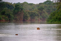 Wild female Jaguar (Panthera onca palustris) swimming across a channel of the Piquiri River (a tributary of Cuiaba River), while watching a startled Capybara (Hydrochaeris hydrochaeris) swimming the o...