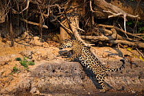 Wild female Jaguar (Panthera onca palustris) jumping up sandy bluff on the banks of the Piquiri River (a tributary of Cuiaba River). Northern Pantanal, Brazil. September