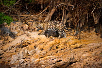 Wild female Jaguar (Panthera onca palustris) walking on the banks of the Piquiri River (a tributary of Cuiaba River). Northern Pantanal, Brazil. September