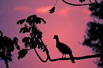 Silhouette of Bare-faced Curassow (Crax fasciolata) silhouetted against pink sky,  along the banks of the Cuiaba River. Northern Pantanal, Brazil. September
