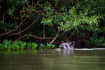 South American / Brazilian Tapir (Tapirus terrestris) swimming across the Piquiri River, northern Pantanal, Brazil. September