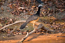 Bare-faced Curassow (Crax fasciolata) female  at the edge of the Cuiaba River. Northern Pantanal, Brazil. September
