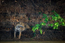 Wild male Jaguar (Panthera onca palustris) sitting on the edge of the Piquiri River (a tributary of Cuiaba River). Northern Pantanal, Brazil. September