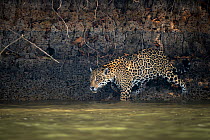 Wild male Jaguar (Panthera onca palustris) entering the Piquiri River, a tributary of Cuiaba River, Northern Pantanal, Brazil. September