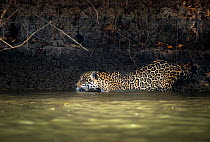 Wild male Jaguar (Panthera onca palustris) entering the Piquiri River, a tributary of Cuiaba River, Northern Pantanal, Brazil. September
