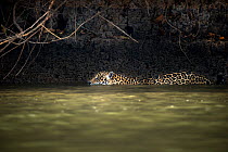 Wild male Jaguar (Panthera onca palustris) swimming along the margins of the Piquiri River, a tributary of Cuiaba River, Northern Pantanal, Brazil. September