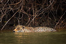 Wild male Jaguar (Panthera onca palustris) swimming along the margins of the Piquiri River, a tributary of Cuiaba River, Northern Pantanal, Brazil. September