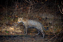 Wild male Jaguar (Panthera onca palustris) wet from swimming, standing on the banks of the Piquiri River, a tributary of Cuiaba River, Northern Pantanal, Brazil. September