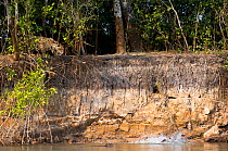 Wild female Jaguar (Panthera onca palustris) stalking startled Capybara (Hydrochoerus hydrochaeris) swimming in the Piquiri River (a tributary of Cuiaba River). Northern Pantanal, Brazil. September